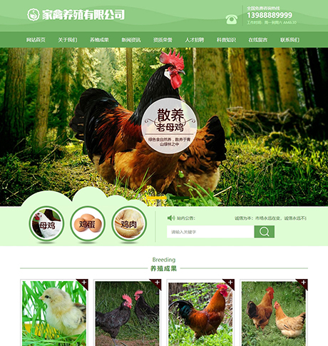 农业畜牧养殖宠物绿色家禽母鸡养殖类营销型企业网站模板